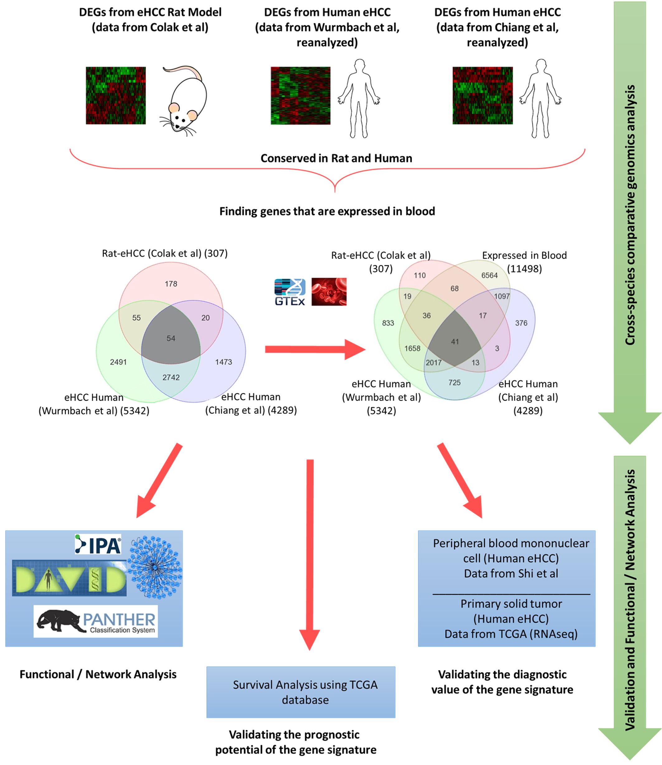 Identification of Gene Signature as Diagnostic and Prognostic Blood Biomarker for Early Hepatocellular Carcinoma Using Integrated Cross-Species Transcriptomic and Network Analyses